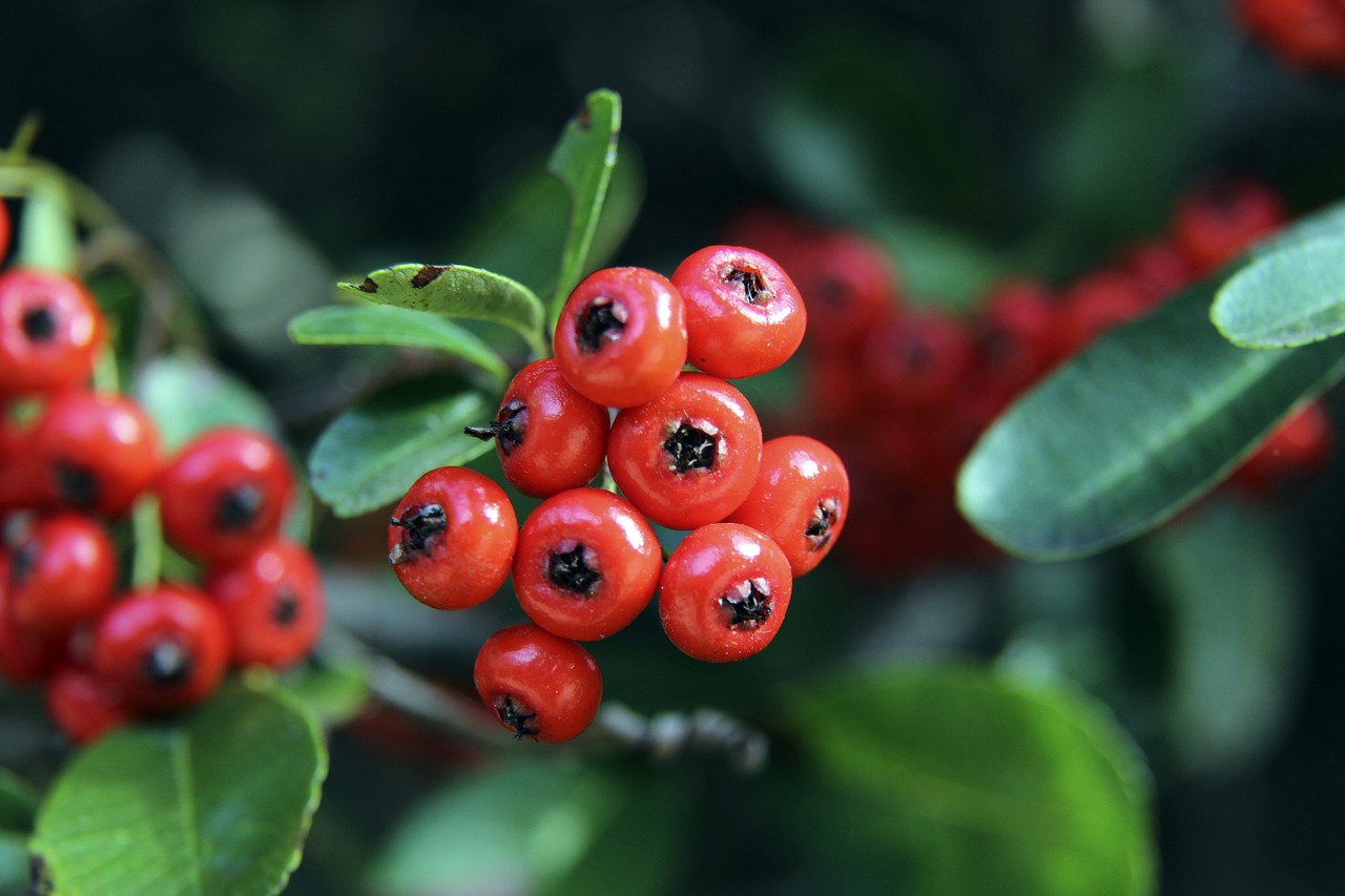 莫斯克拉在对阵小蜜蜂的比赛中伤退，阿森纳后防3人受伤